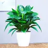 Filodendro Princesa Hoja Grande Diamante Dorado Planta Verde Fresca Divertida de Escritorio para Interiores Planta en Maceta Fácil de Mantener Florales y Plantas Hermosas