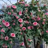 Enredadera de Rosas Simulada de Alta Gama, Enredadera Artificial de Flores Estilo Jardín, Arco de Pared, Envoltura para Tuberías Colgantes, Enredadera Decorativa para Cubrir y Decorar