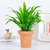 Helecho Nido de Pájaro Helecho en Maceta Planta de Interior Verde Plantas Florales Sala de Estar Oficina Escritorio Planta Novedosa Perenne Todo el Año