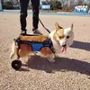 Suministros para mascotas transfronterizos de Amazon: ayuda de movilidad para perros mayores, vehículo especial de rehabilitación para perros con patas lesionadas o discapacitadas
