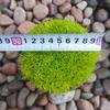 Sedum Chino Premium Hierba Buda Dorada Hierba Nieve Delgada Hierba Buda Hoja Dorada Maceta Planta Cubresuelos Flor Resistente al Frío Hierba Espejo