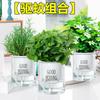 Planta repelente de mosquitos, hojas de menta hidropónica, bambú, ciprés, romero, incienso Nine-Mile, flores en maceta, plantas verdes de interior, frescas y comestibles.