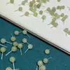 Pendientes de Plata S925 con Jade Hetian, Exquisitos Pendientes de Jade Verde Agua Clara, Estilo Simple y de Moda para Mujer