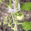 Vid Snap Vid Trepadora de Uva Vegetal Corrección Tracción Hebilla Maceta Invernadero Huerto Vegetal Planta Verde Rama Tallo Clip de Fijación de Vid