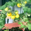 Semillas de Tomate Perla Amarilla en Maceta Semillas de Tomate Cereza Enano Amarillo Todo el Año Semillas de Tomate Cereza para Balcón