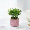 Plantas no Escritório, Plantas de Mesa em Vasos, Plantas à Prova de Radiação na Sala de Estar, Purificam o Ar, Sempre Verdes o Ano Todo