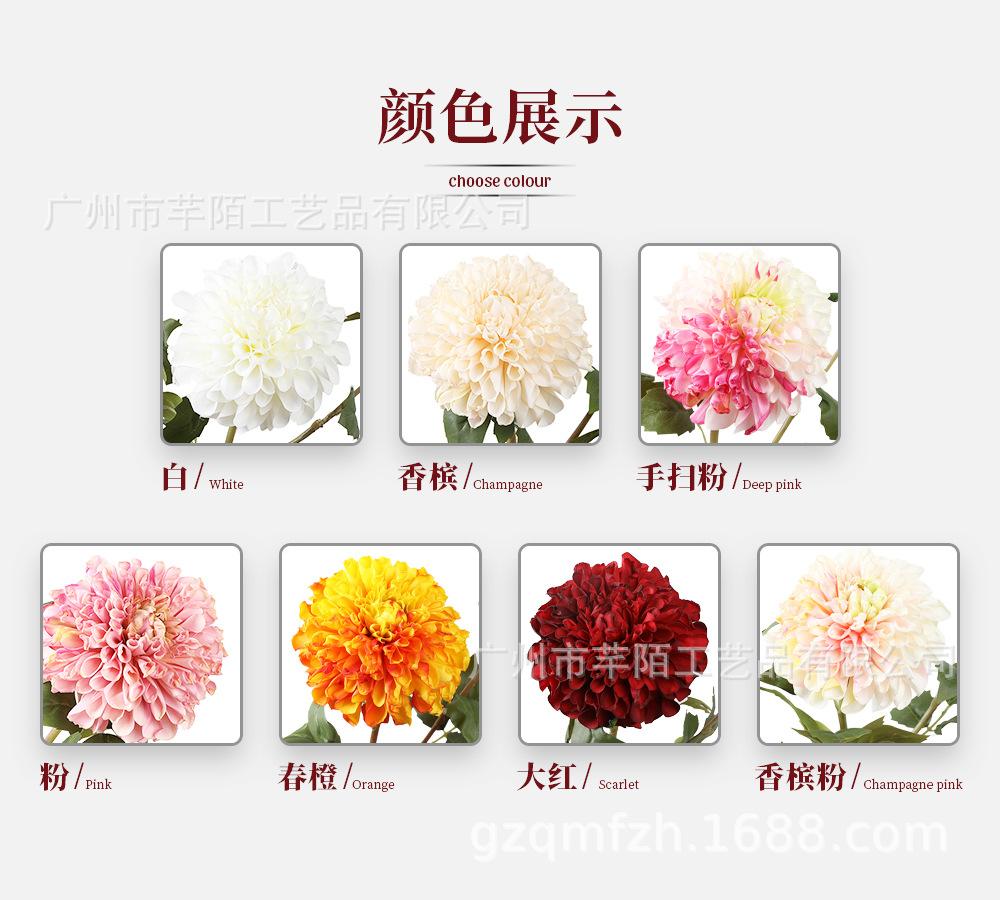 单枝丽人洋甘菊_03.jpg