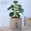 Bonsái Pequeño Árbol Bodhi Planta Verde de Oficina Flor en Maceta de Interior Escritorio Cuatro Estaciones Fácil de Cultivar Planta Atrae Riqueza Feng Shui