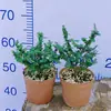 Bonsai de Madeira de Vaso para Desktop Manutenção Simples Variedade Miniatura Minúscula Gergelim Olmo Planta Verde Folhas Pequenas Fácil de Manter e Viver