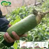 Rabanete Doce Crocante Sementes de Rabanete Frutífero Horta Horta Legumes Frescos Doce e Picante Delicioso Tipo Fruta Suculento Sementes de Rabanete Verde