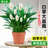 Maceta Grande de Planta de Palma Blanca de una Pieza para Dropshipping, un Símbolo de Buena Fortuna, Planta en Maceta con Flores, Planta Hidropónica, Planta con Flores, Planta Verde para Interior de Oficina