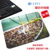 [Uma geração de cabelo] pequeno gato fofo tecido antiderrapante tapete de computador estética simples arte borda travada mouse pad