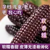 Maíz negro del tamaño de un pulgar de color púrpura de Xishuangbanna, Yunnan, maíz de dedo fragante y pegajoso, mazorca de maíz fresca lista para comer envasada al vacío