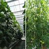 Gancho para Mudas de Tomate Gancho de Tração para Tomate Linha de Vinha para Plantio de Vegetais de Videira Corda para Videira Trepadeira