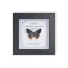 Marco de Vidrio Moderno Sencillo para Espécimenes de Mariposa Sala de Estar Regalo Pintura Decorativa Marco de Espécimen