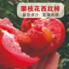 Tomates recién cosechados de Panzhihua, Sichuan, aptos para comer crudos, cultivados naturalmente en campo abierto, caja entera de melón de invierno de temporada
