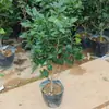 Planta de Camélia Fragrante de Uma Peça para Dropshipping, Quatro Estações, Muda em Vaso, Planta Verde para Interior, Varanda, Pátio, Planta com Flor Fragrante