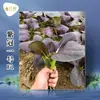 Shandong Shouguang enciclopedia de semillas de hortalizas mayorista fuente de semillas de melón y frutas fabricantes soporte para las cuatro estaciones primavera y verano envío directo