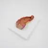 Pnt-0453 Tubo Intestinal y Anal Modelo de Anatomía Humana del Sistema Digestivo Anatomía Intestinal Modelo de Enseñanza Biológica