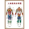 Diagrama da Estrutura do Corpo Humano Diagrama de Distribuição Anatomia Muscular Hospital Grande Gráfico de Parede Diagrama Jornal