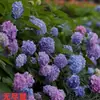 Jardim da Heidi Hortênsia Pipoca Thor Mãe do Mar Flores Plantas Vasos Mudas Balcão Pátio