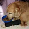 Joelheiras Esportivas para Pets Proteção Pós-Cirúrgica para Cães Articulação Equipamento de Proteção para Joelho de Pet Suprimentos para Pets