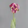 Flor de Simulación Estampado de Tulipán Color Decoración del Hogar Sala de Estar Escritorio Accesorios para Fotos Loro Tulipán Flor Falsa Transfronterizo