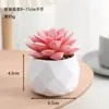 Venta al por mayor de plantas suculentas artificiales, lote mixto de plantas suculentas en maceta diamante, ventas directas de fábrica, decoraciones de plantas verdes para oficina