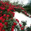 Plántulas de Rosas, Enredaderas Trepadoras, Plántulas Pequeñas, Frutales, Rosas de Balcón Florecientes, Plantas de Interior en Maceta, Fáciles de Cuidar en Todas las Estaciones, Flores, Rosas, Plantas Verdes