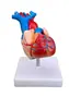 Novo Modelo Natural de Coração Grande Modelo de Ensino do Departamento de Cardiologia da Faculdade de Medicina Anatomia do Coração