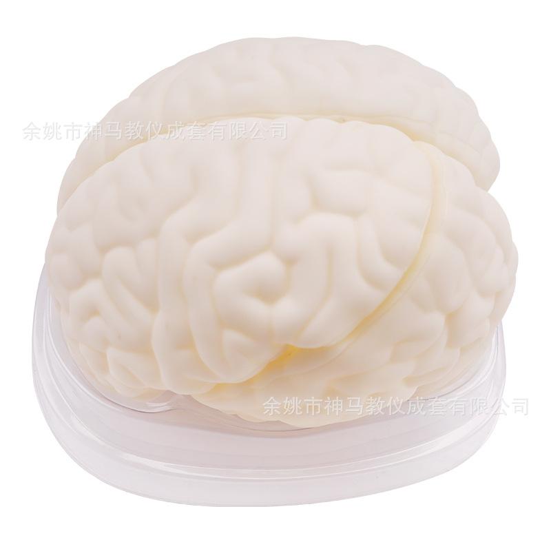 脑解剖模型-2