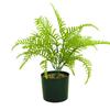 Grama Persa Planta Artificial Verde Vaso Amazon Atacado 5 Casamento Exterior Fotografia Ornamentos Artesanato para Casa