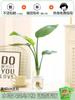Plantas Hidropónicas, Bambú Rico, Rábano Verde, Plantas de Interior en Maceta, Fáciles de Cultivar, Florales para Sala de Estar, Acuario de Cristal de Escritorio, Plantas Verdes Cultivadas en Agua