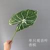 Planta Verde Simulada Goteando Guanyin Hoja de Tortuga Pluma de Primavera Girasol Sanwei Hoja de Falso Mori Flor de Boda Hoja Decorativa Ornamental Material