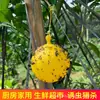 Bolas Trampa Mosca de la Fruta Cítrica, Bolas Pegajosas de Insectos para Árboles Frutales, Trampas de Mosca de la Fruta con Aguja para Abejas, Bolas Pegajosas de Mosca de la Fruta para Huertos al por Mayor