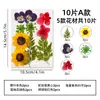 Marcador de página DIY com flor seca em relevo, porta-retrato, leque de resina, adesivo de espécime de planta de flor real prensada, kit de material artesanal
