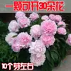 Plántula de Flor de Peonía con Capullos Rizoma Grande Siembra Cuatro Estaciones Floración Flores Perennes Plantas de Maceta Altamente Fragantes Peonía de Doble Pétalo Semilla Bulbo
