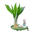 Plantas hidropónicas, una orquídea de una sola hoja en una maceta, vegetación interior popular, de hoja perenne durante todo el año, adecuada para salas de estar, plantas acuáticas fáciles de cuidar