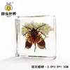 Especímenes de Resina de Insectos para Paisajismo, Incluyendo Escarabajos Rinoceronte, Escorpiones, Ciervos Volantes, Arañas; Regalos y Decoraciones Educativas de Ciencia; Pedido Mínimo de 3 Piezas