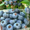 Rey de Arándanos de Alta MontañaArándanos Frescos de Yunnan de Temporada L25 Fragancia Floral Fruta Fresca, Arándanos de Alta Calidad Adecuados para Mujeres Embarazadas 9