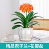 Dropshipping Clivia Plántulas en Maceta con Capullos Plantas de Flor Interior Tesoro Nacional Gigante Caro