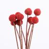 Ramo de Flores Secas Yunnan Bola Dorada Estilo Nórdico ins Adornos de Flores Eternas Flor Decorativa para Sala de Estar Accesorios para Sesión de Fotos Venta al por Mayor