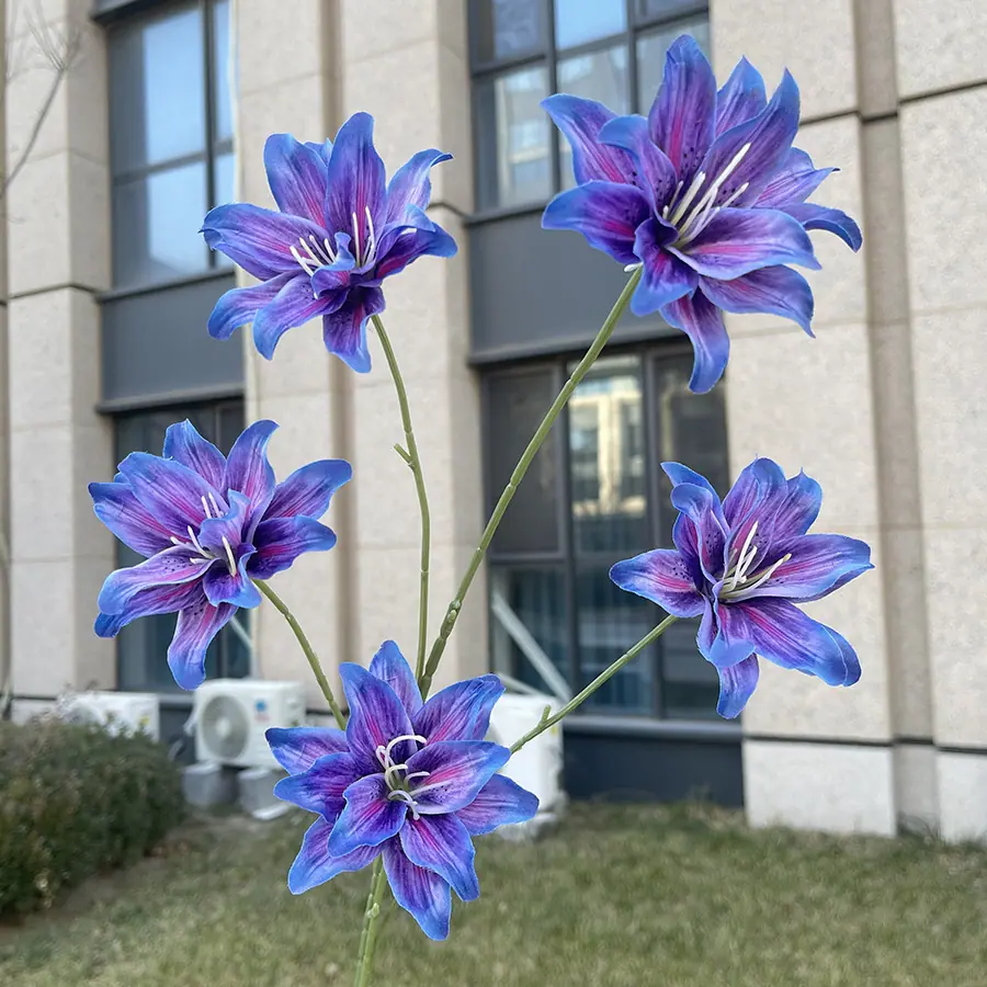 5头莫奈金玉百合花-深紫蓝.JPG