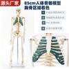 Modelo de esqueleto humano adulto, esqueleto, columna vertebral, disco, articulación, estándar médico, enseñanza, modelo de cuerpo entero
