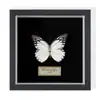 Borboleta Cauda-de-Andorinha Listrada de Verde Espécime Real Decoração de Moldura Criativa de Feriado Presente de Aniversário para Professor Simples