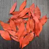 30 Pinhas, Pinhas Bonitas, Decoração de Jardim de Infância, Joias Criativas Feitas à Mão, Pintura de Pinhas, Torre de Pinhas DIY Pinha