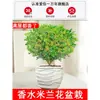 Planta de Jasmim em Vaso para Perfumar, Floresce o Ano Todo, Planta de Varanda Fácil de Cuidar, Planta Verde para Interior Repelente de Mosquitos com Fragrância Forte