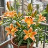 Perfume Importado Lírio Rosa Lírio Planta em Vaso Que Floresce em Todas as Estações e É Fácil de Viver em Ambientes Internos com Botões e Planta Resistente ao Frio Flores
