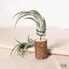 Soporte para Planta de Aire Soporte para Suculentas Base de Soporte para Planta de Aire Gancho para Planta en Maceta Decoración Jardinería Estante de 18 Colgadores