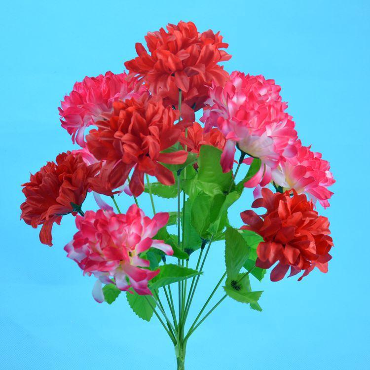 12头爪菊5.jpg